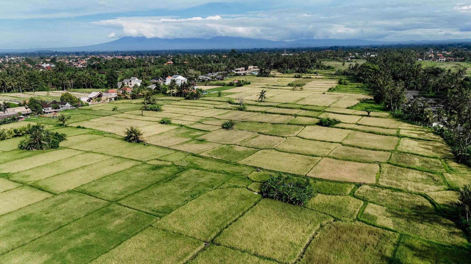 Weda Villas อูบุด ภายนอก รูปภาพ